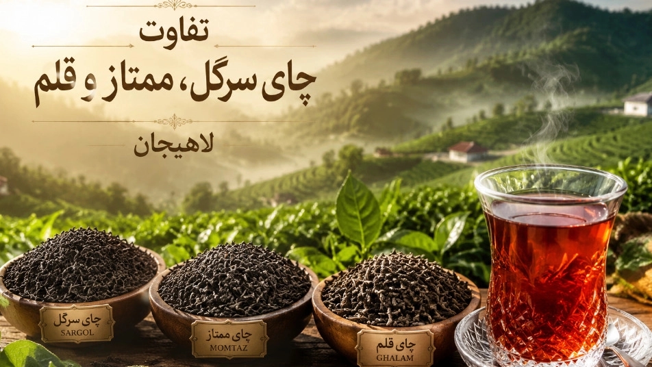 تفاوت چای سرگل با ممتاز و قلم لاهیجان و راهنمای انتخاب بهترین گزینه