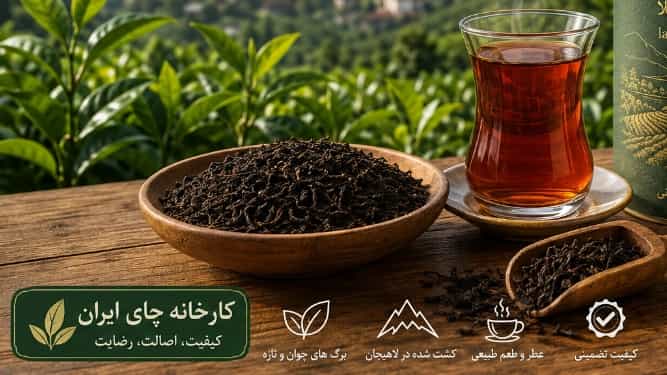 فروش چای ممتاز اعلا در لاهیجان